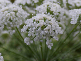 Ammi majus